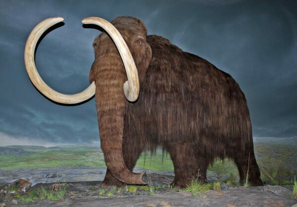 Woolly mammoth restoration at the Royal British Columbia Museum, Victoria, British Columbia.  Creative Commons License